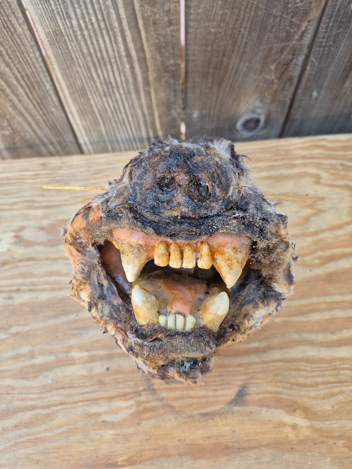 1:1 scale Halloween Skull and Skeleton head Cougar Artifact Sideshow Gaff 1:1 scale Halloween Skull and Skeleton head Cougar Artifact Sideshow Gaff