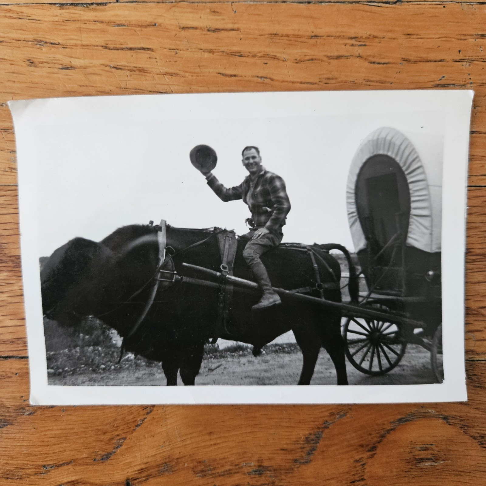 RARE VINTAGE 1930\'S PHOTO OF COWBOY RIDING A BISON BUFFALO DRAWN CART