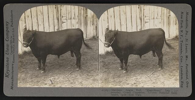 Toronto National Exhibition 1909 Aberdeen Angus Bull Magnificent Grand Champion