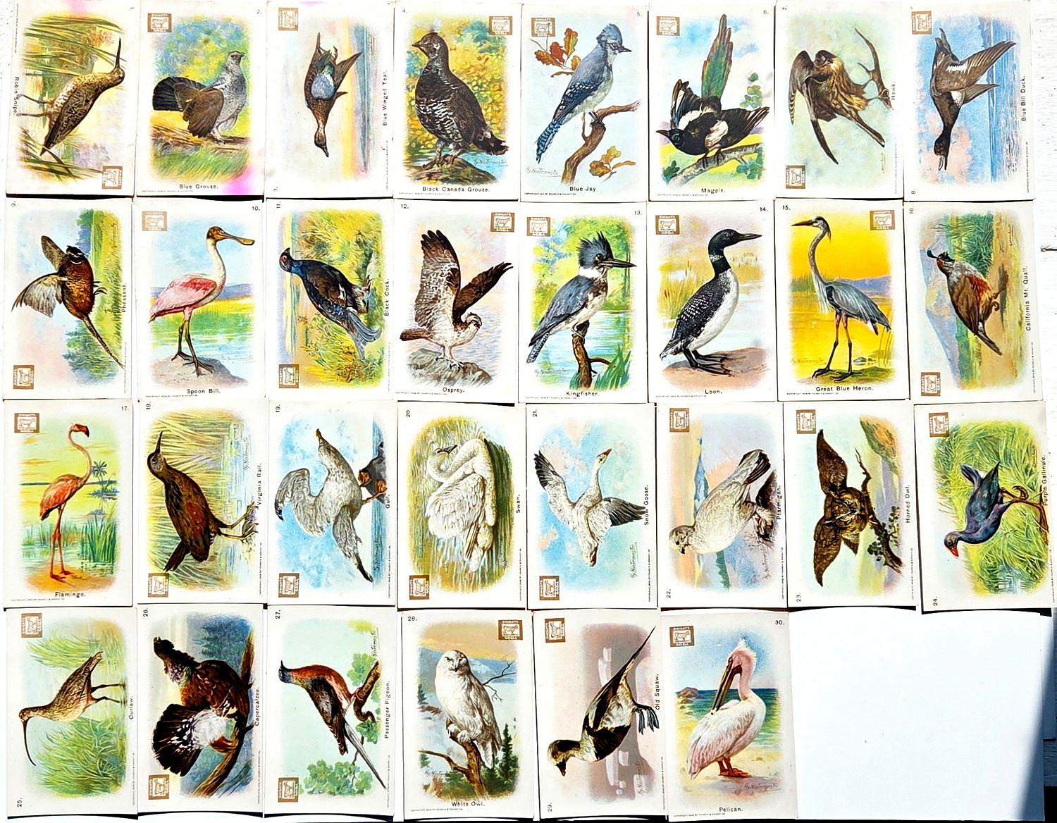 1908 J4 New Series of Birds Dwight\'s Soda Logo New Series of Birds