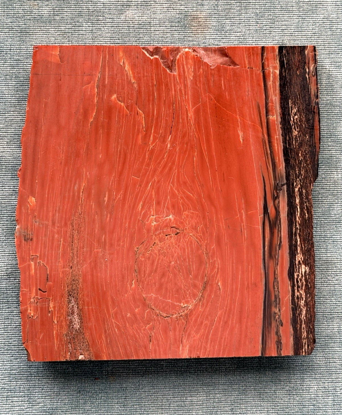 Vintage California Redwood Petrified Wood Slab Souvenir Polished 5.5\