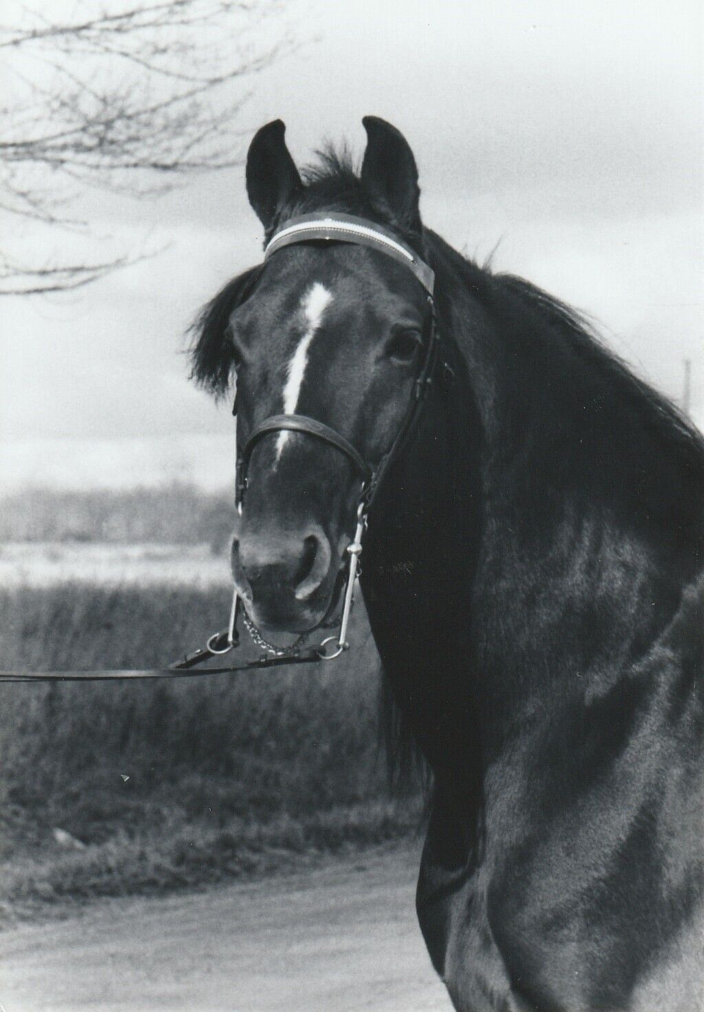 Morgan stallion horse, Mac,  postcard