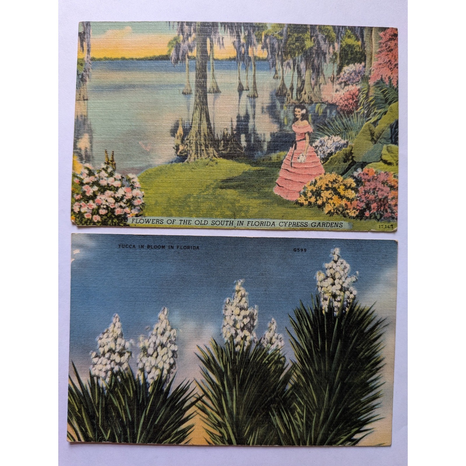 Colourpicture Linen Postcard Set Vintage Florida Cypress Gardens Yucca Flower