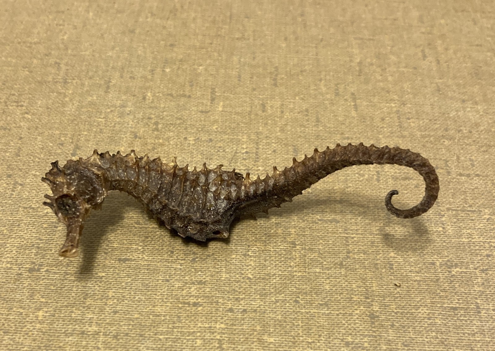 Vintage Natural Dried Approx. 3” Seahorse Skeleton Specimen Hippocampus Erectus Vintage Natural Dried Approx. 3” Seahorse Skeleton Specimen Hippocampus Erectus