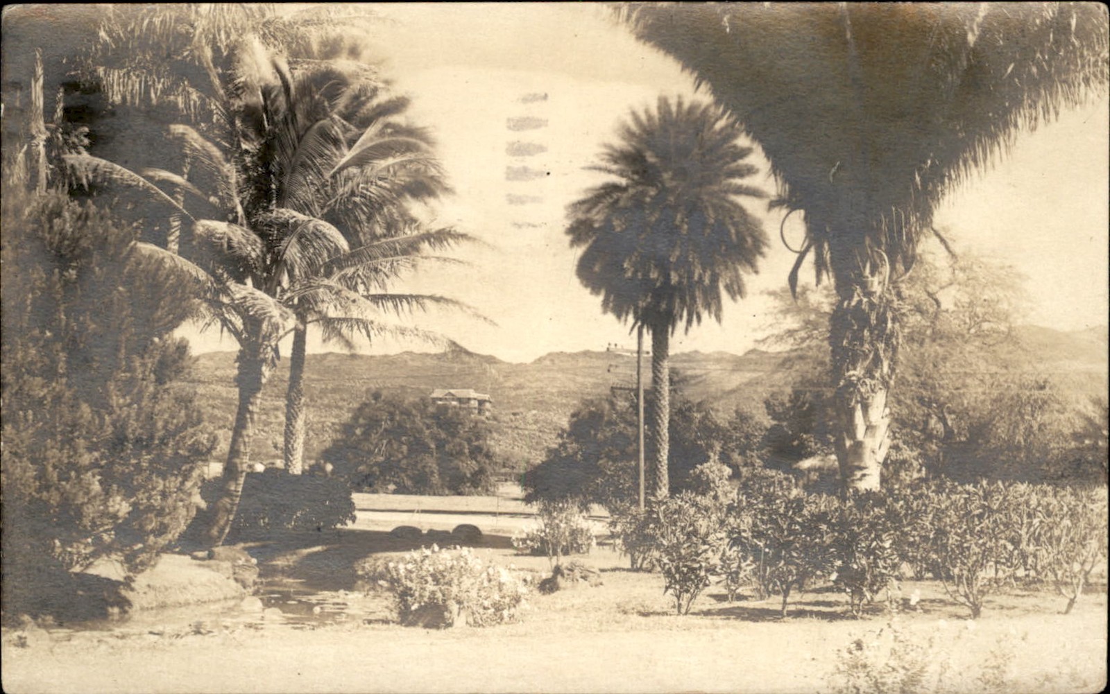 Honolulu Hawaii HI Palm Garden c1920s-30s Real Photo Vintage Postcard