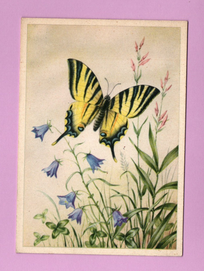Papillon Catonephele numilia ..... (Ref. i 4733)