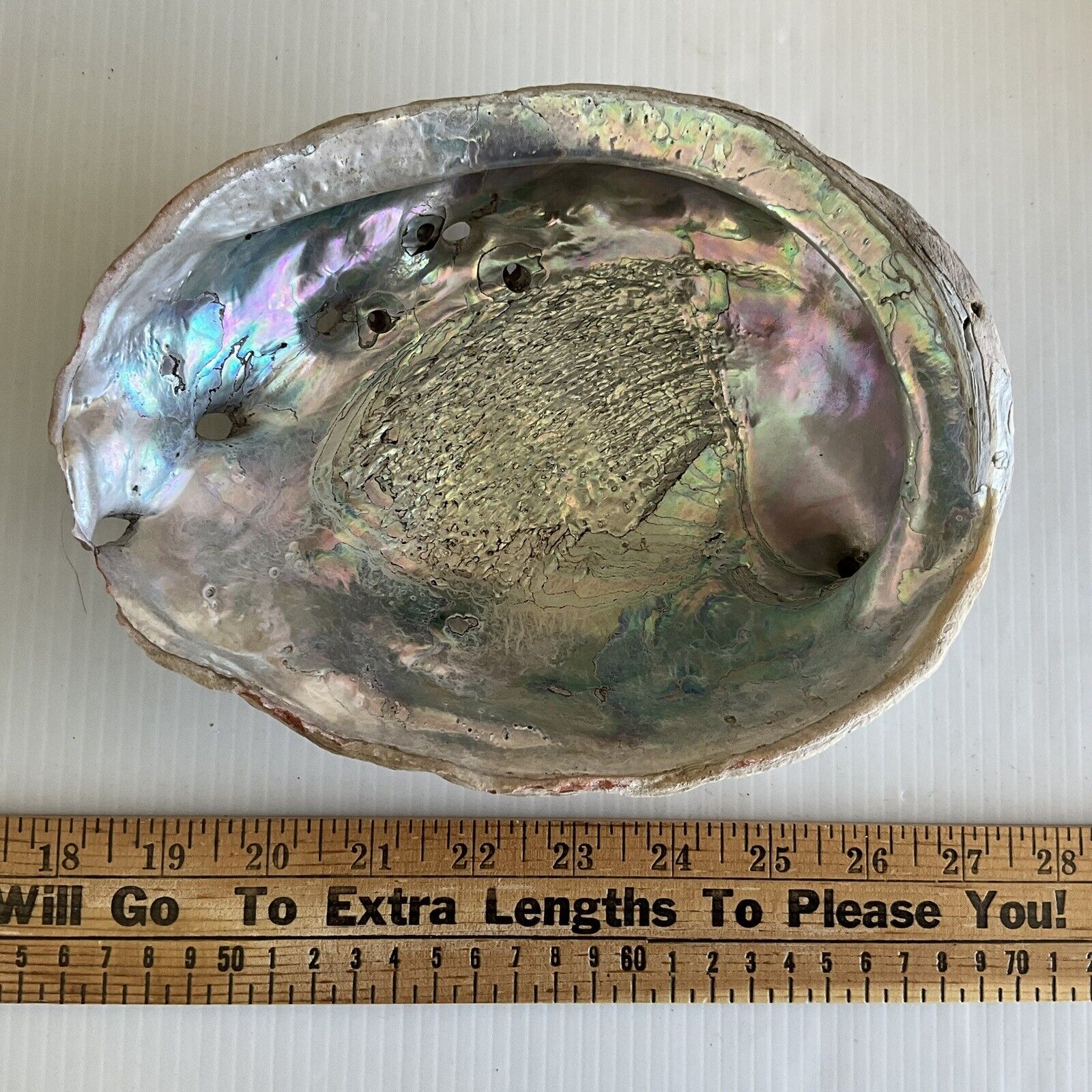 Vintage Abalone Shell 8-1/4\