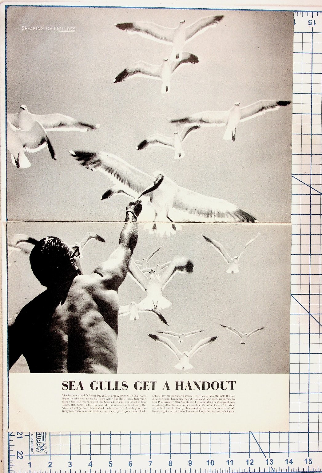 Vintage LIFE Magazine Page Joe Bell Feeding Seagulls Coronado Island Print Vintage LIFE Magazine Page Joe Bell Feeding Seagulls Coronado Island Print