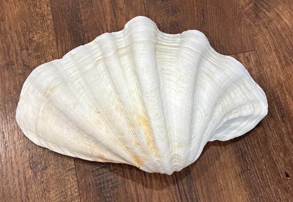 Giant Clam Shell Tridacna 14.25” X 8.75” X 3” Giant Clam Shell Tridacna 14.25” X 8.75” X 3”