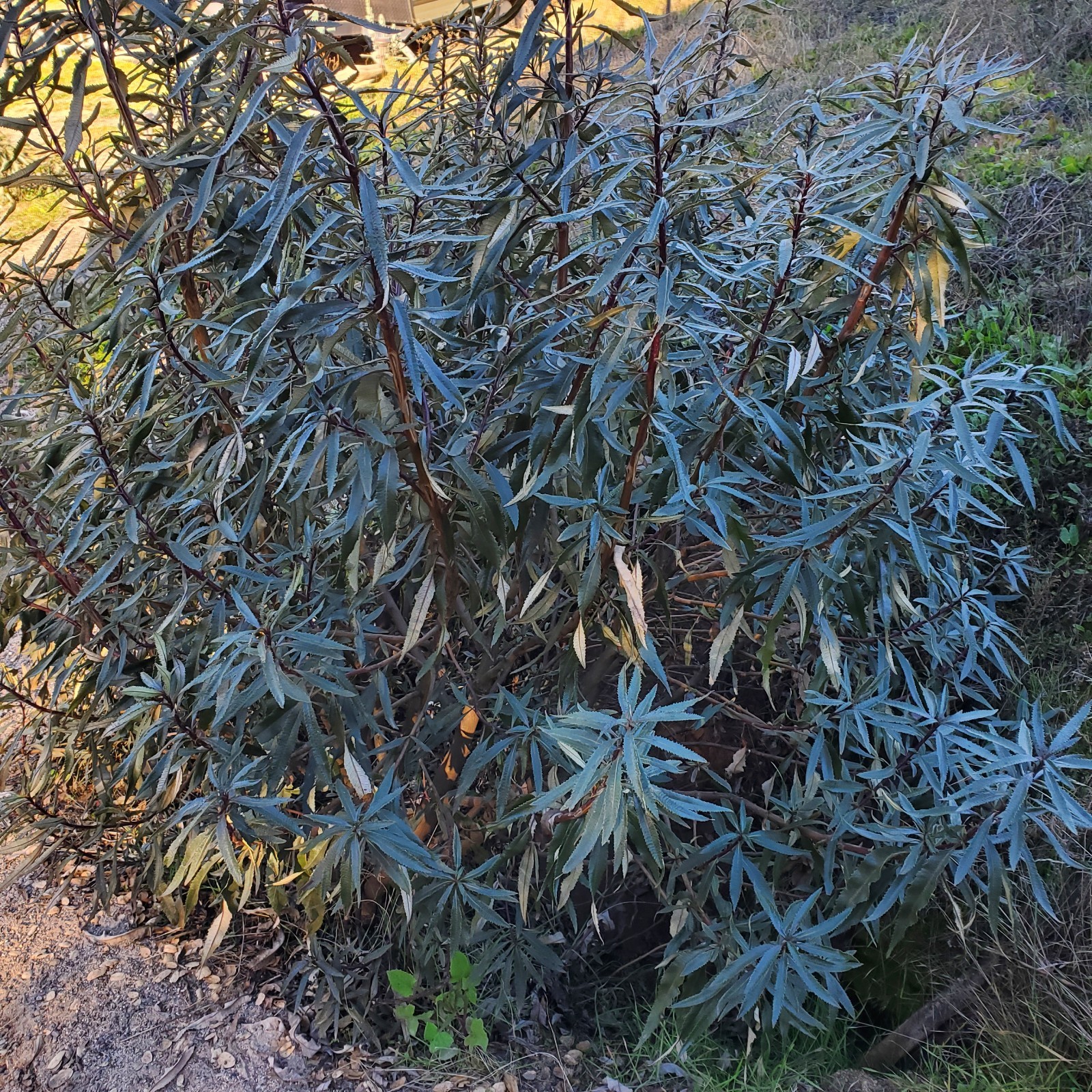 FRESH Yerba Santa leaves Pesticide free Organic 100% Natural 1/2 pound 8oz. READ