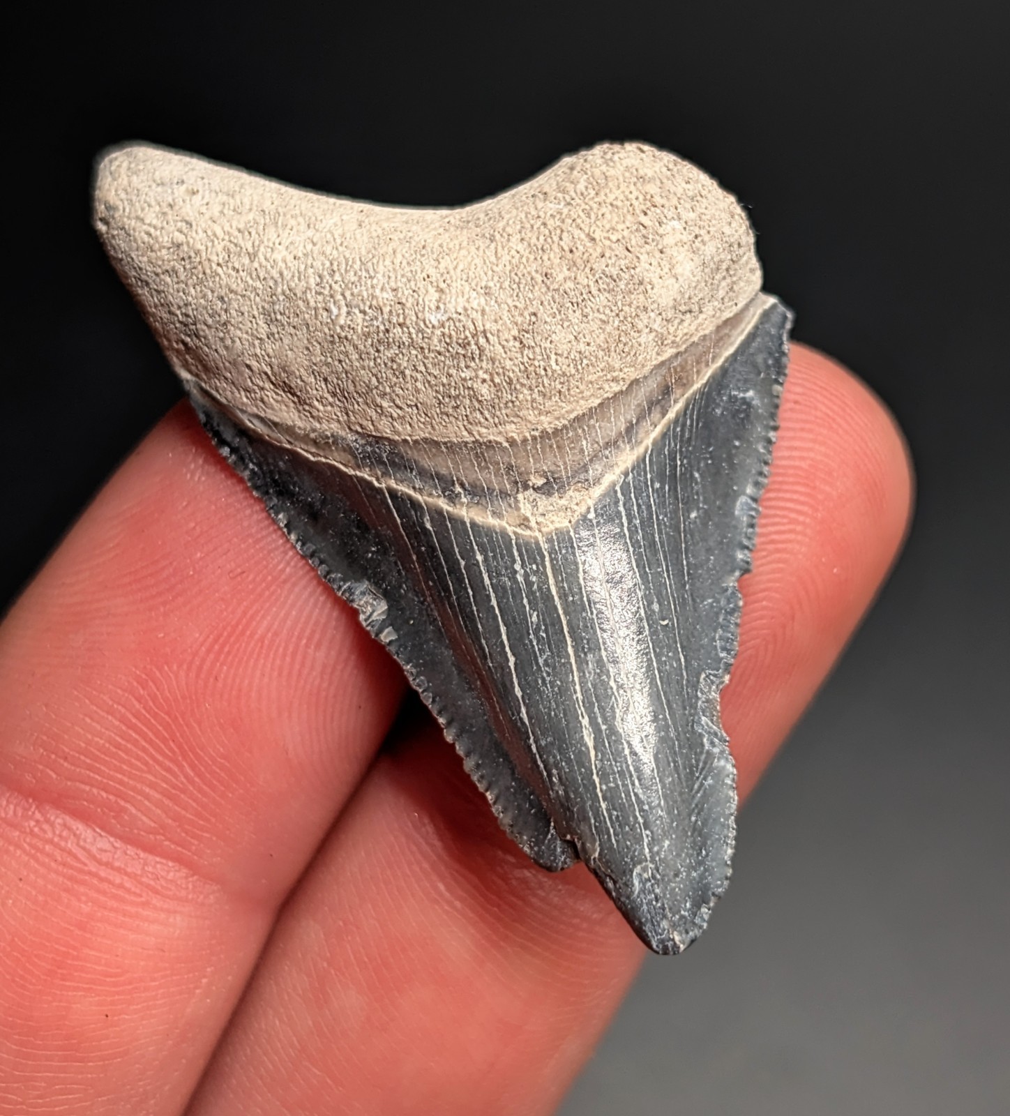 Beautiful Real Blue Megalodon Shark Tooth From BV Florida 100% Natural Fossil
