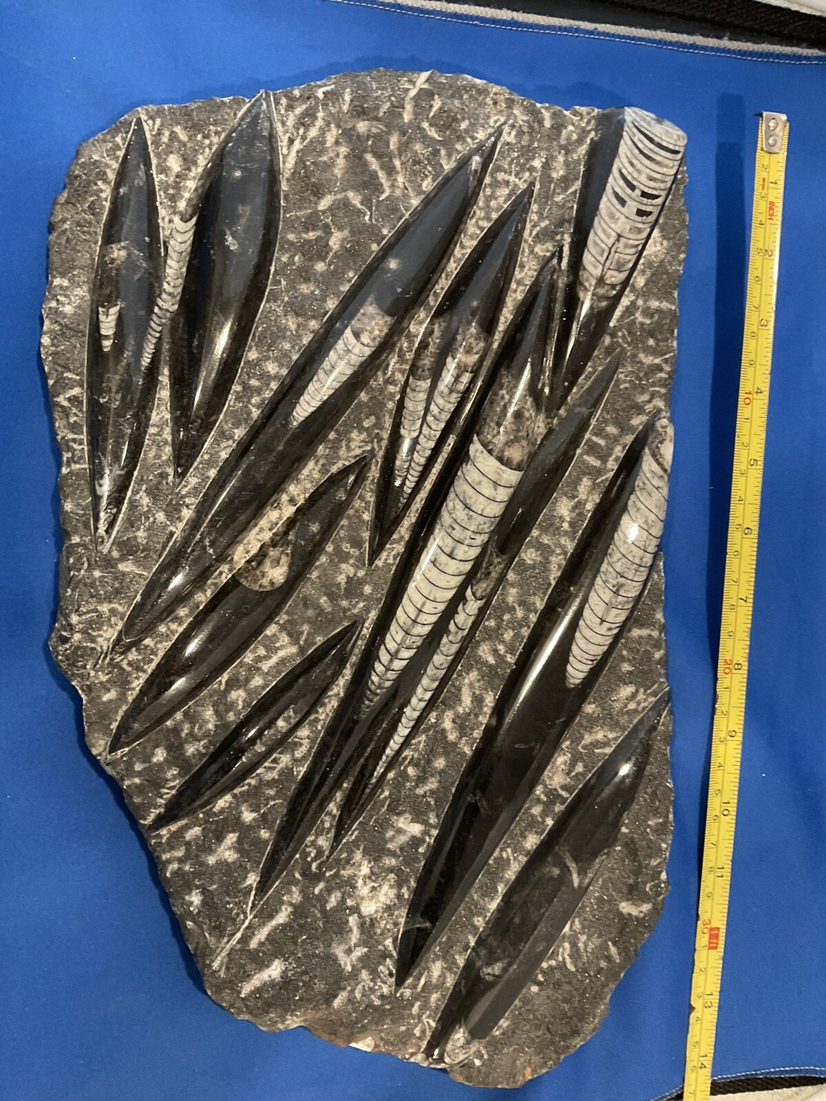 11 Orthoceras Polished and on a Plate 11 Orthoceras Polished and on a Plate