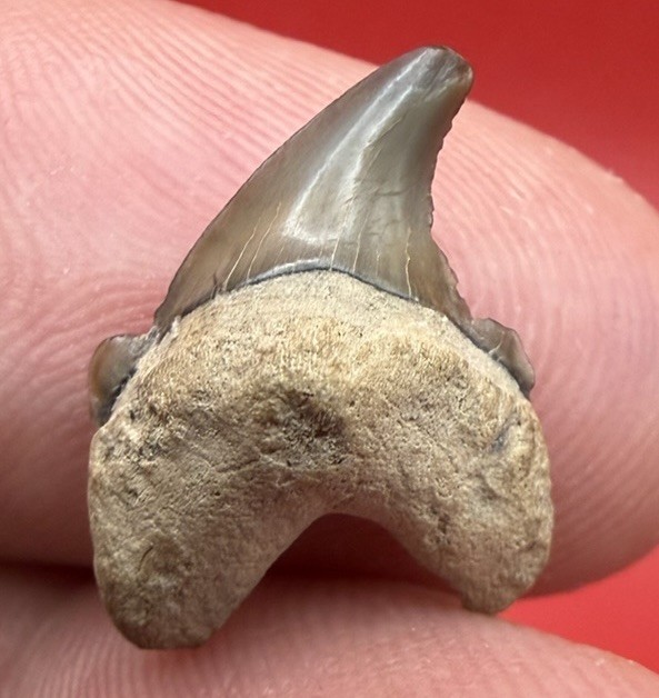 ULTRA RARE CUSPED THRESHER SHARK TOOTH SUMMERVILLE SC .69” ULTRA RARE CUSPED THRESHER SHARK TOOTH SUMMERVILLE SC .69”