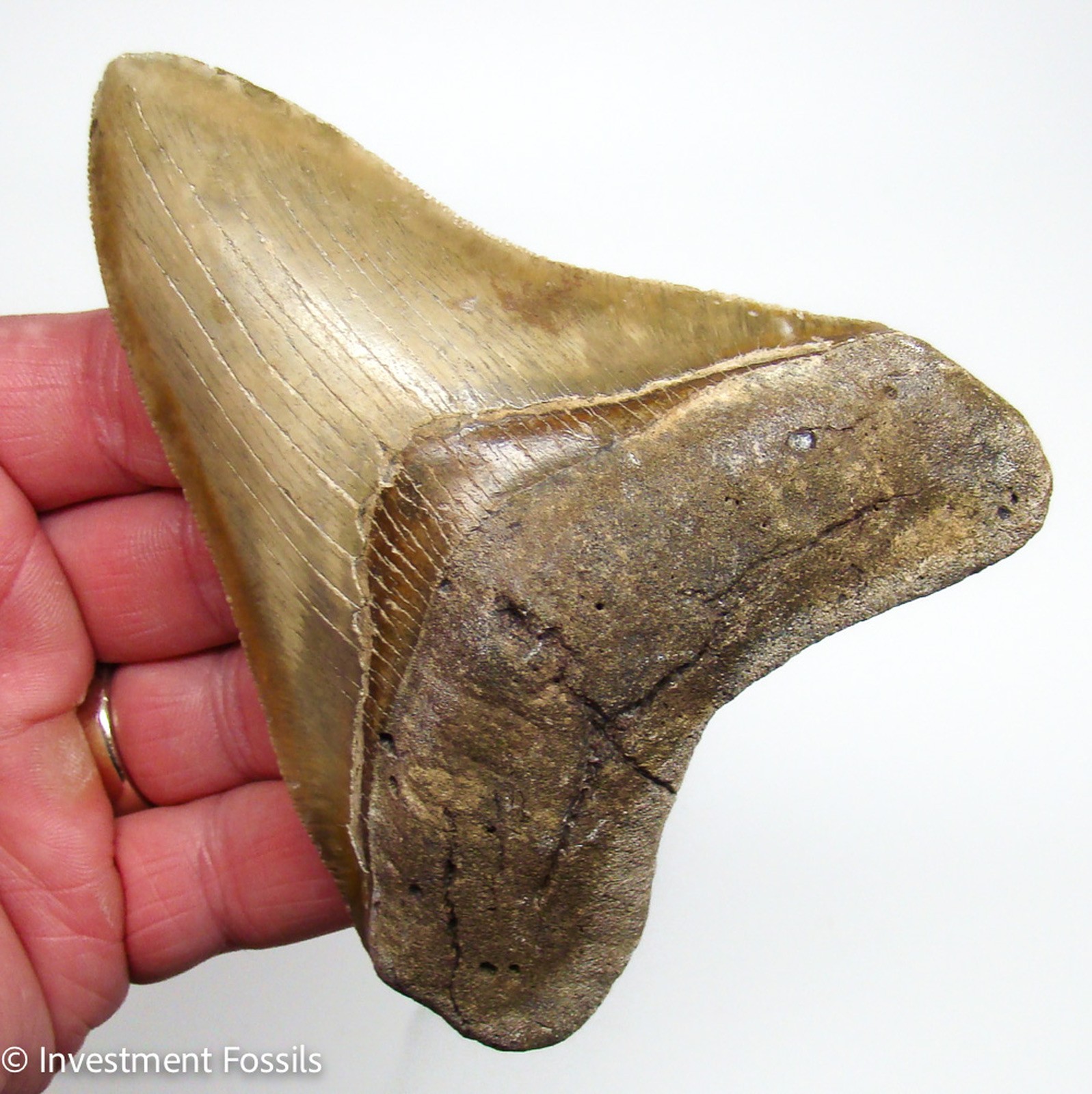 Megalodon Shark Tooth 4.72” Real Fossil SERRATED with NO Restorations