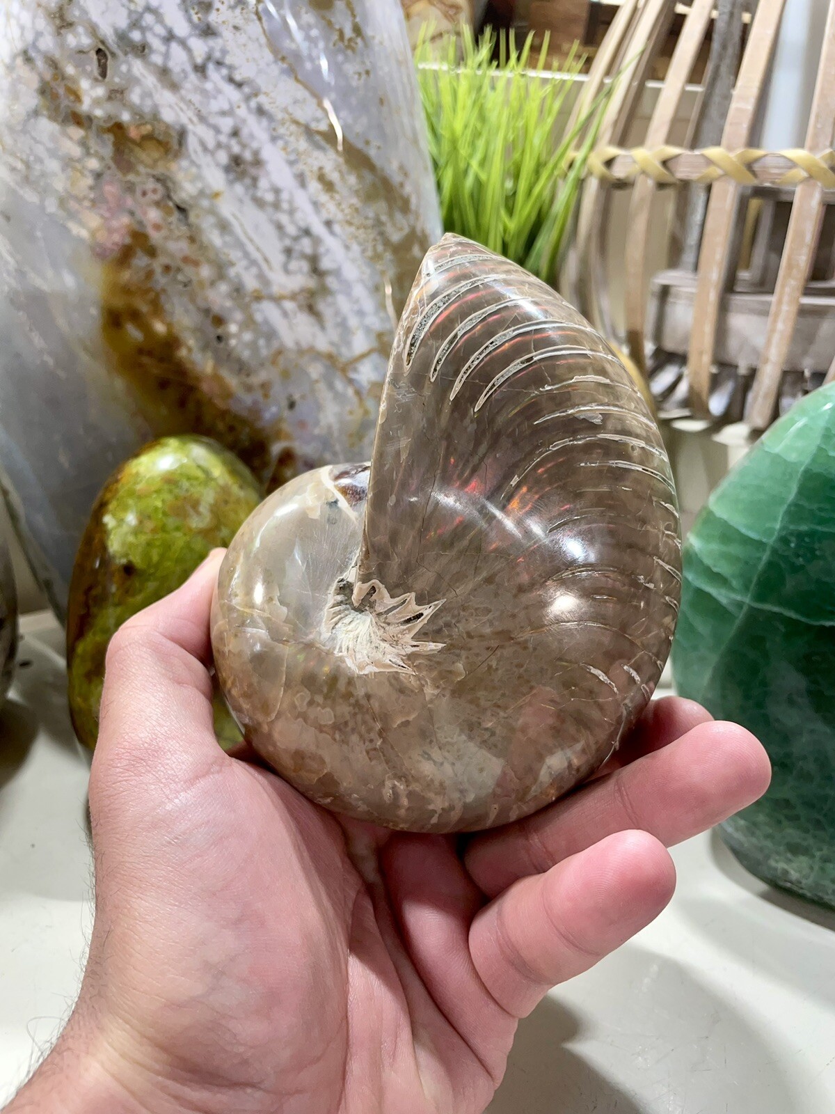 Ammonite Fossil Conch Specimen Opalized Crystal Yoga Meditation Reiki 5” ZENDA