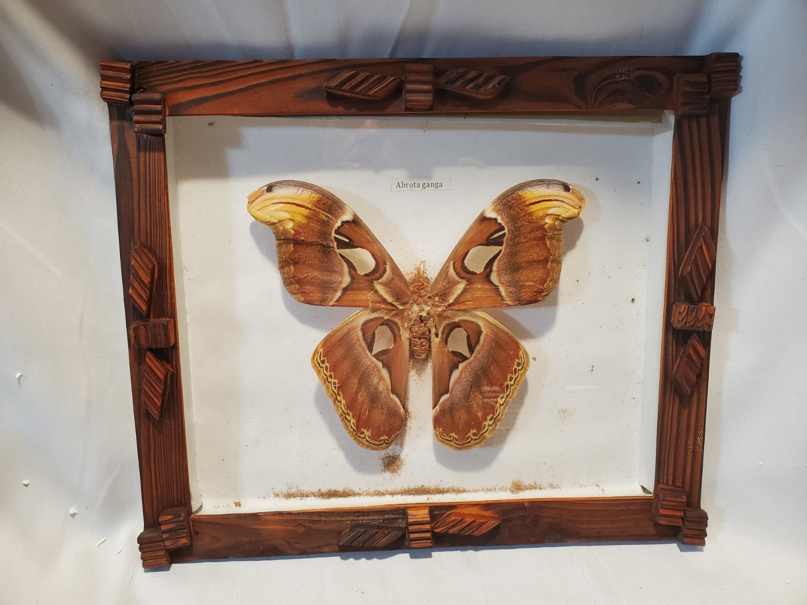 Large Framed Atlas Moth Specimen (Attacus atlas) - Vintage Taxidermy Shadow Box