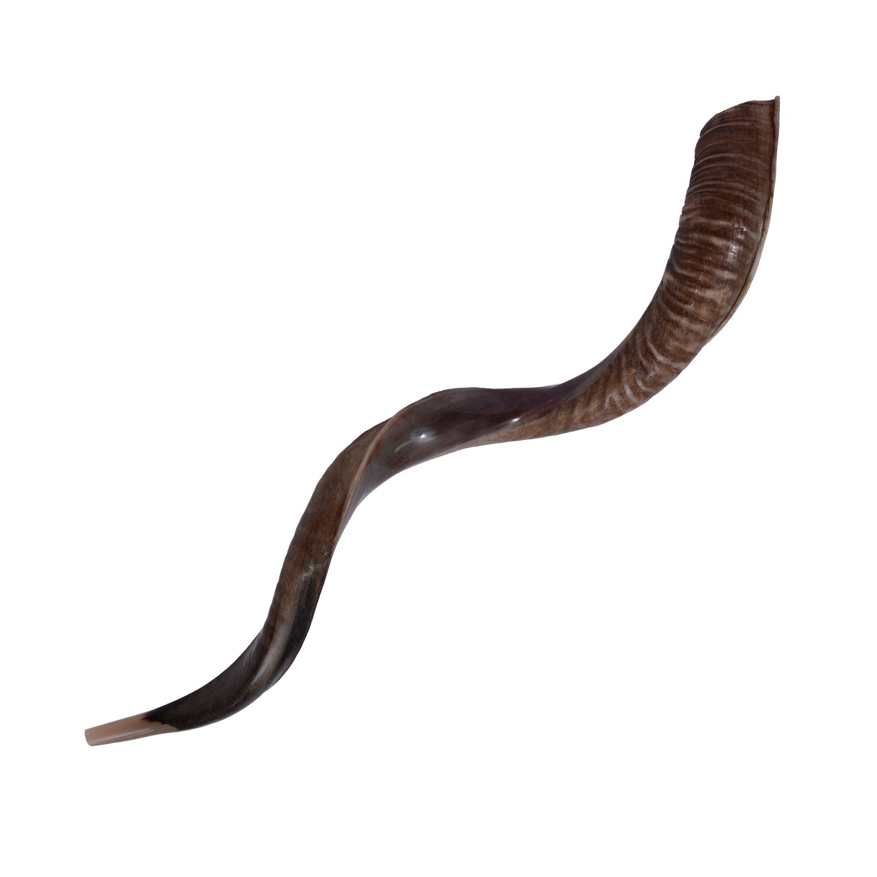 SHOFAR Kudu Yemenite Horn Big Size 44- 48\