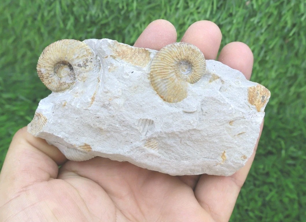 Olcostephanus Ammonite Fossil Early Cretaceous Natural Marine Fossil on Matrix 