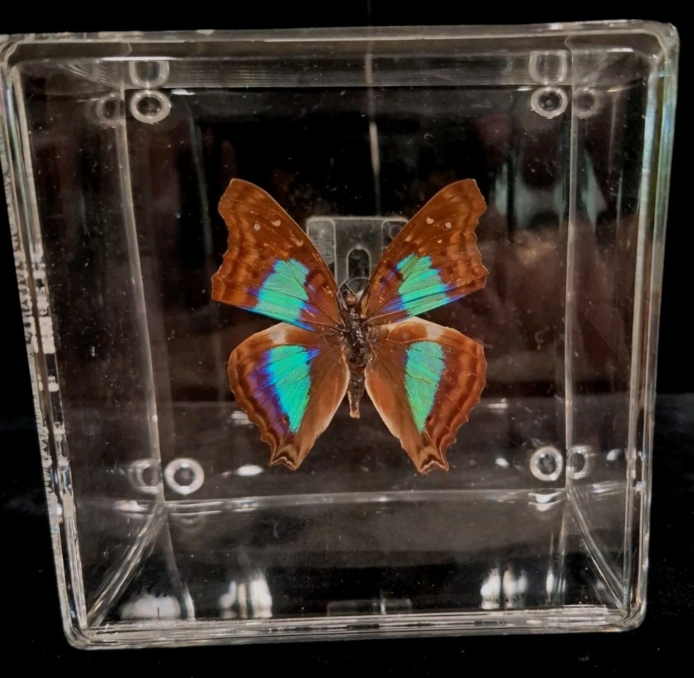 Preserved Blue Morpho Butterfly In A Plexy Glass Display Case