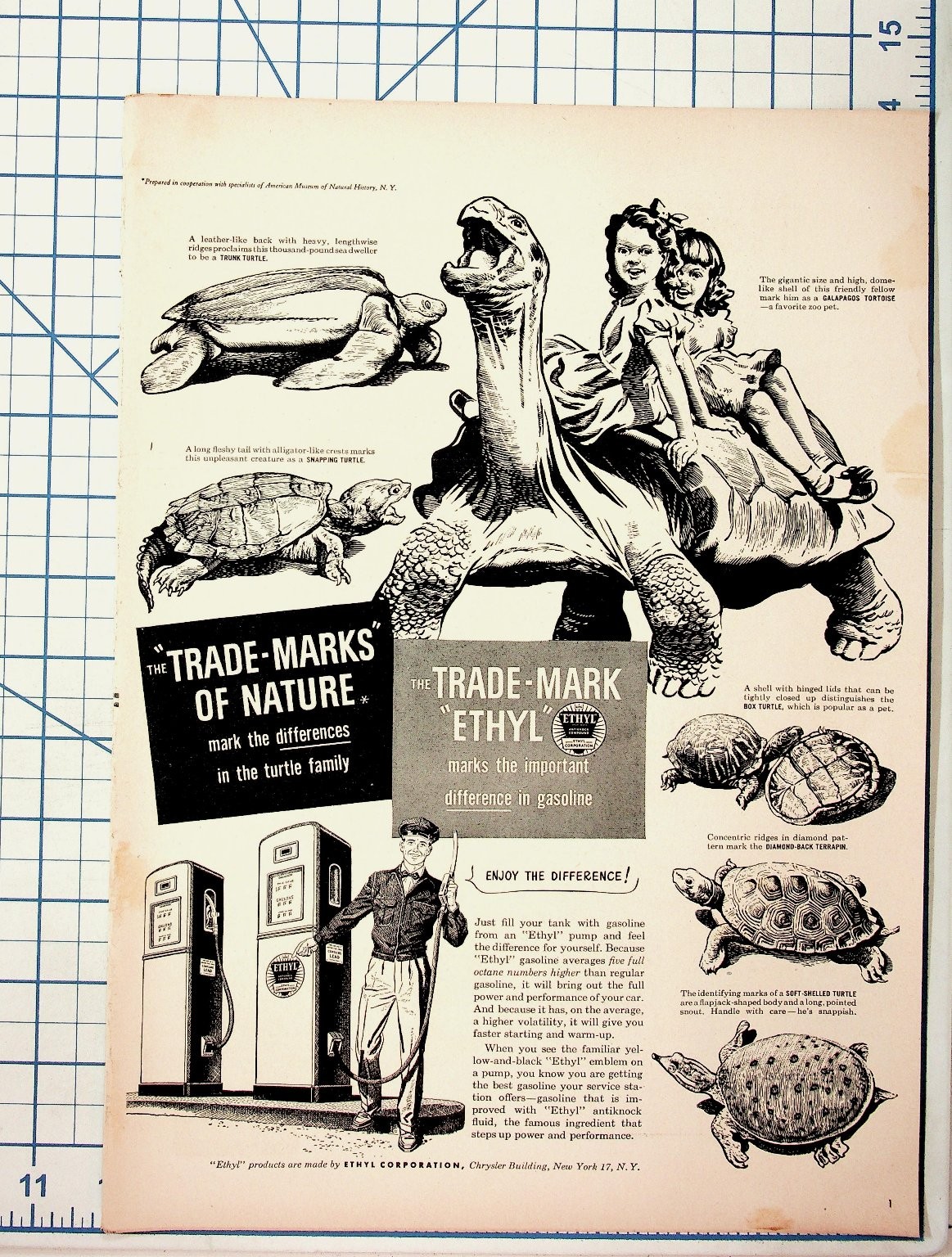 Vintage ETHYL Gasoline Ad Turtle Tortoise Natural History Magazine Page