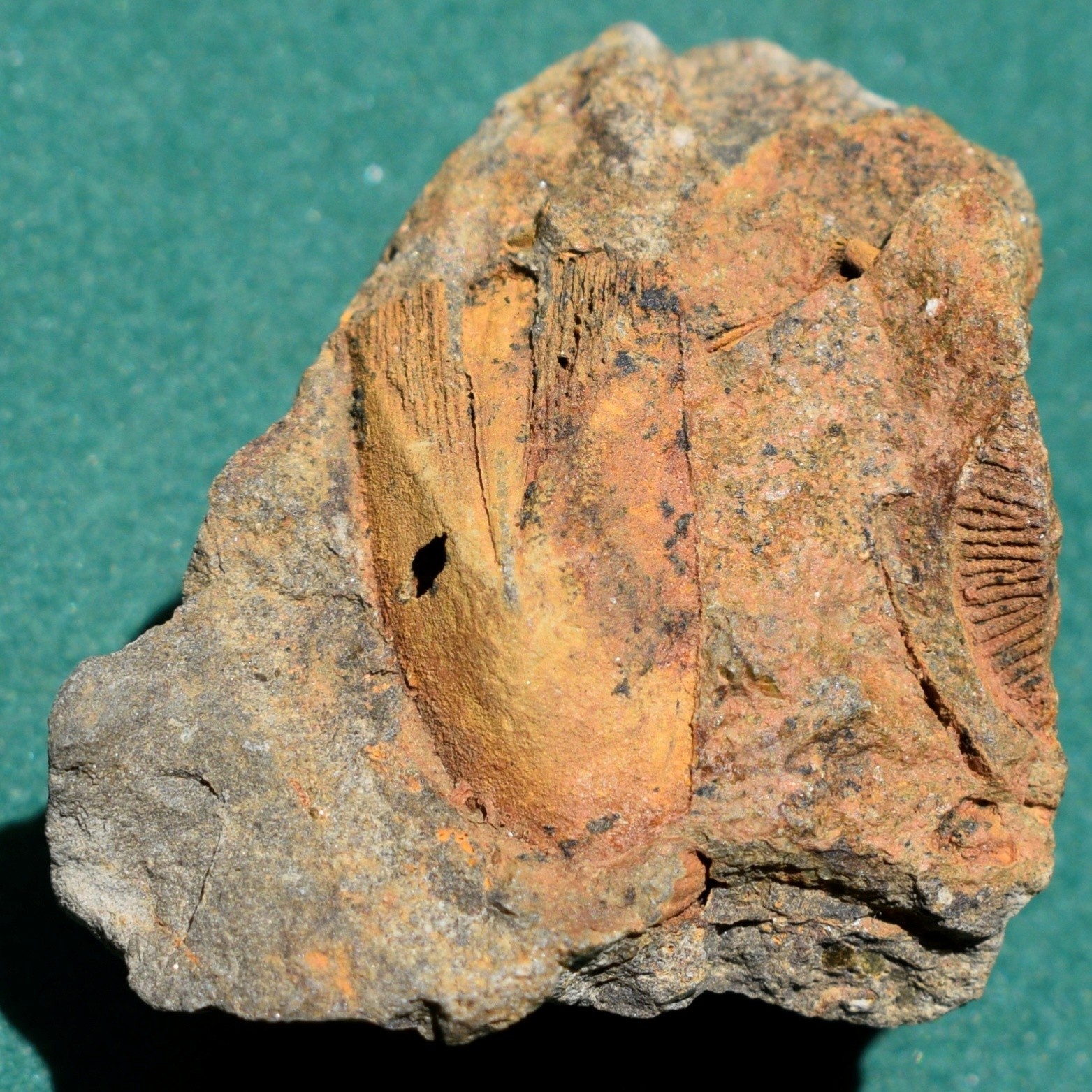Blastoid, Pachyblastus dicki: Bolivia devonian rare fossil Blastoid, Pachyblastus dicki: Bolivia devonian rare fossil