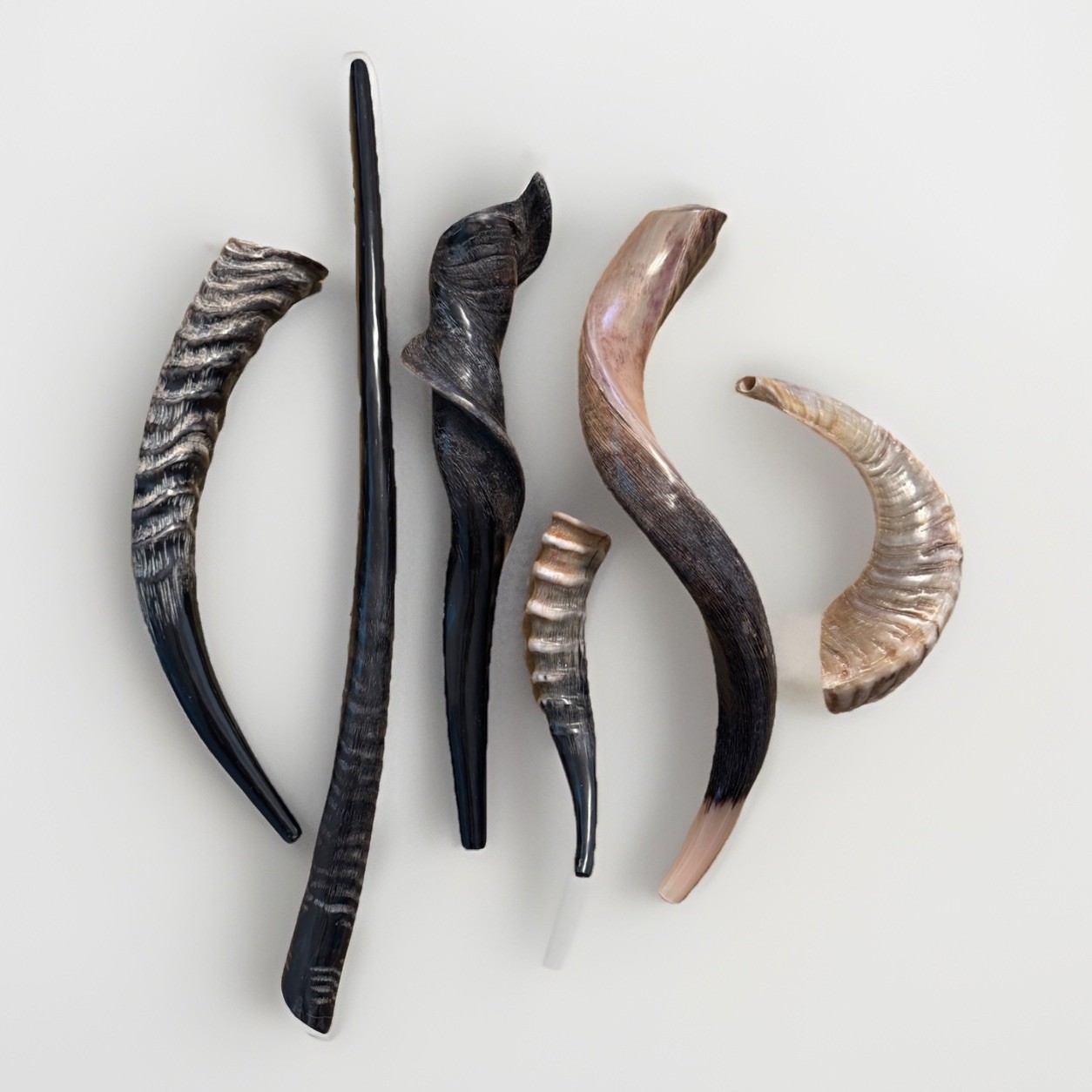 Shofar Set Kudu Blesbok Ram Eland Waterbuck Horns 17”-30” Kosher 