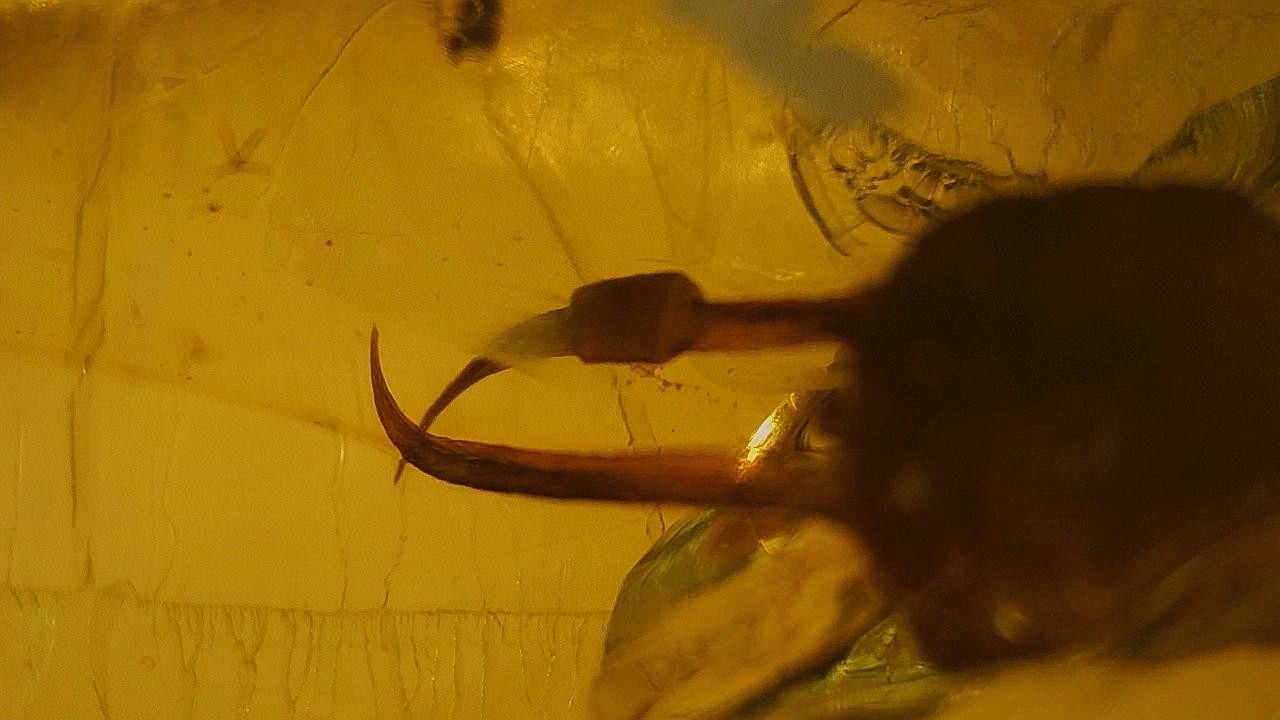 Special price Burmite amber Ant inclusion with long jaw Special price Burmite amber Ant inclusion with long jaw