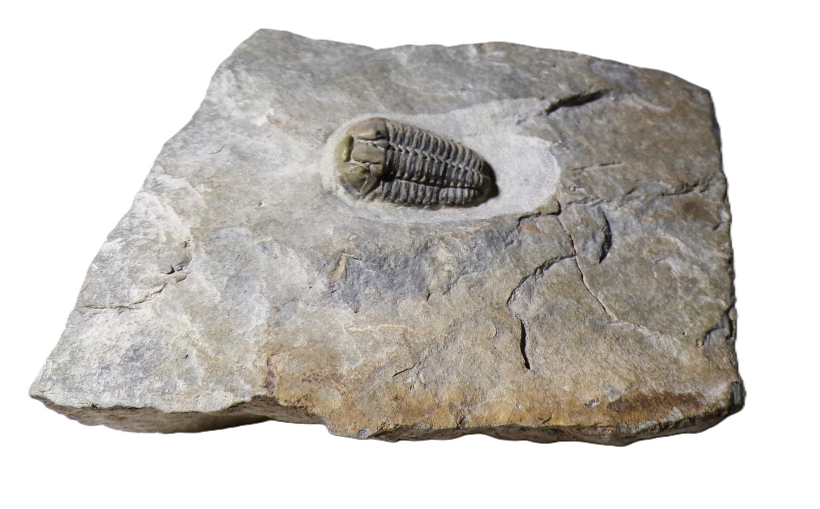 British Ordovician CALYMENE TRILOBITE UK Fossil Palaeontology Gravicalymene