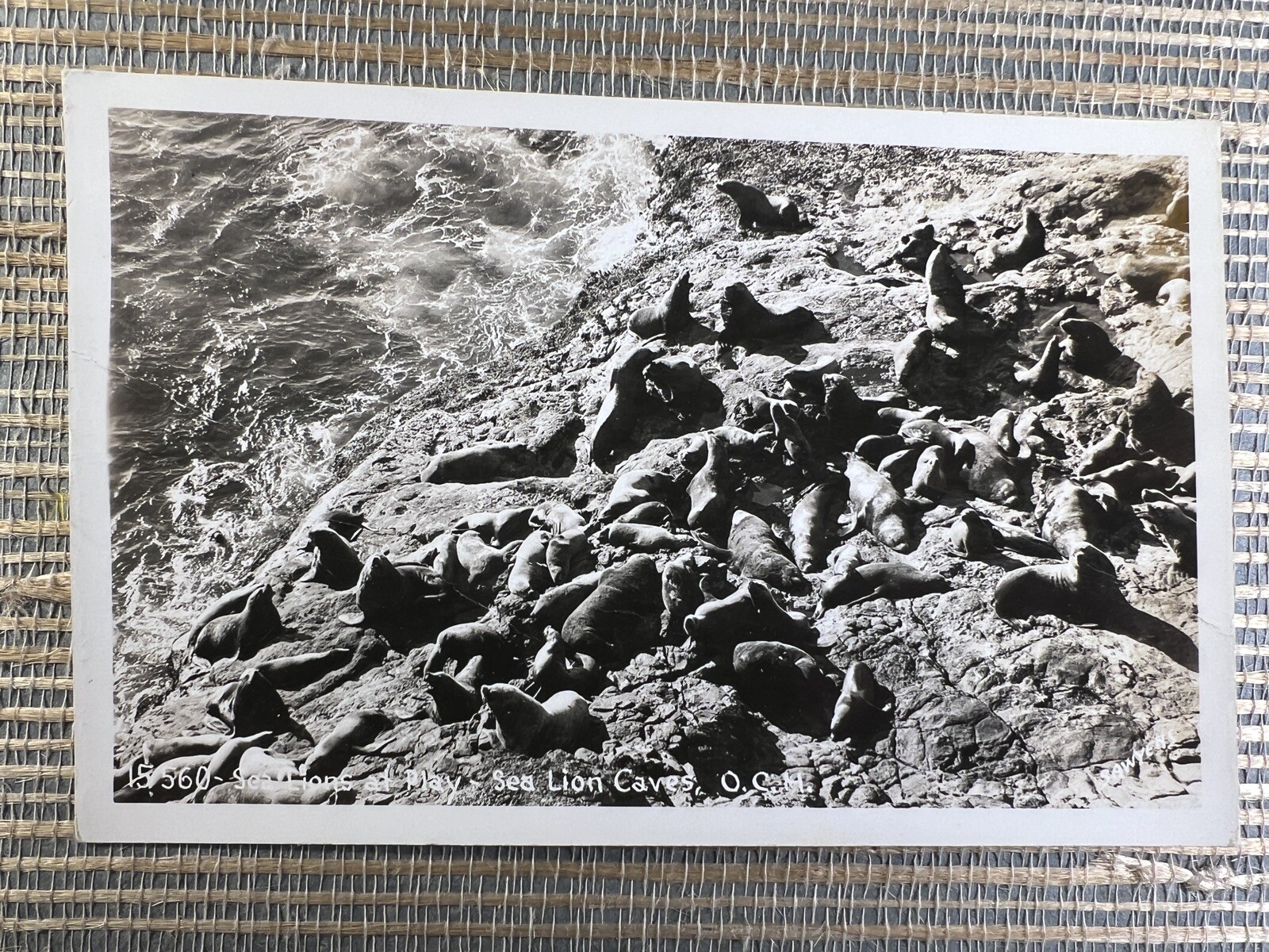 RPPC Sea Lions At Play Cave Oregon Coast Highway Florence Real Photo Postcard