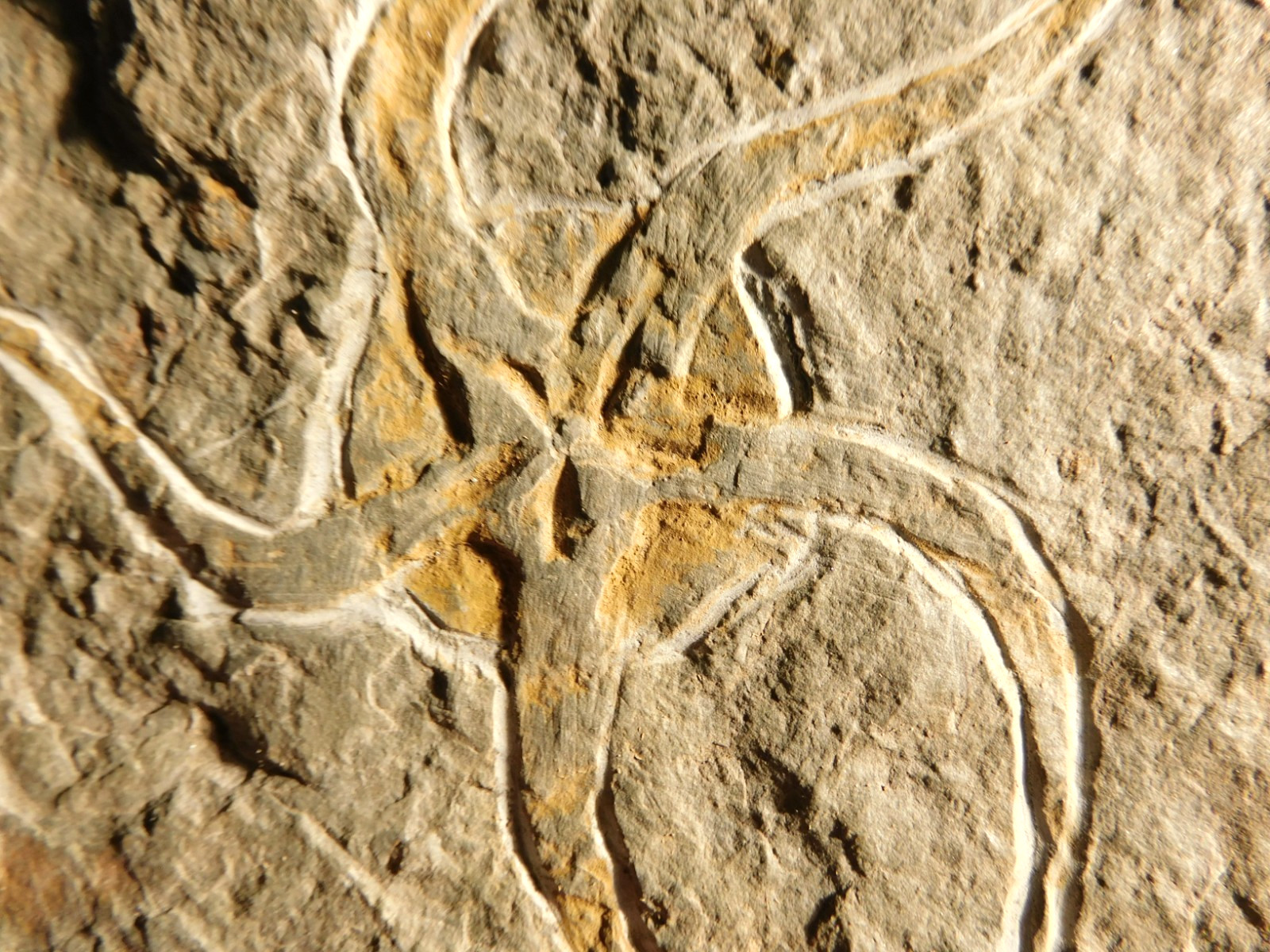 440 Million Year OLD STARFISH Fossil Ordovician Period Morocco 427gr