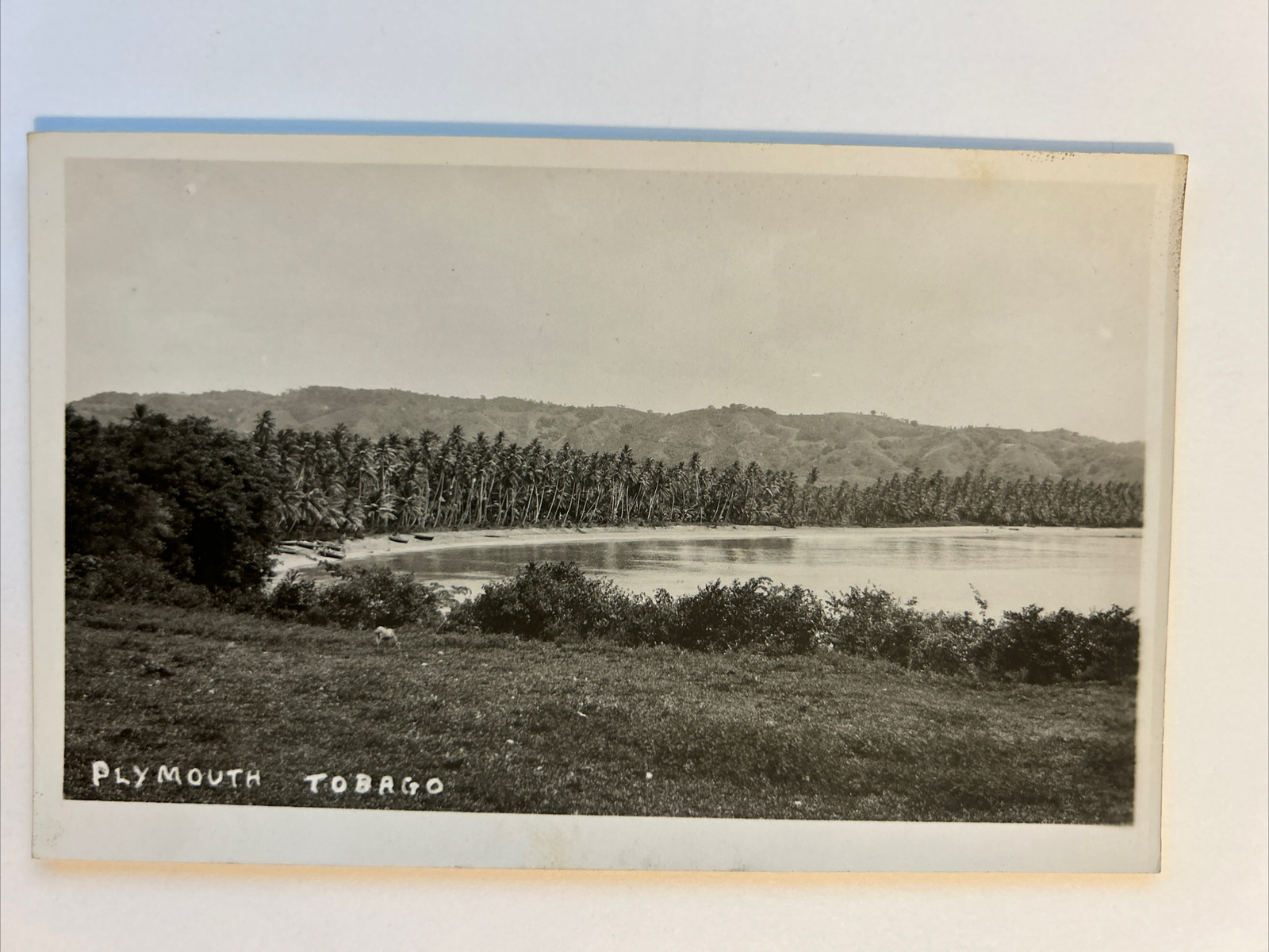 Postcard Plymouth Tobago Beach Shore Line Meadow Palm Trees Real Photo RPPC