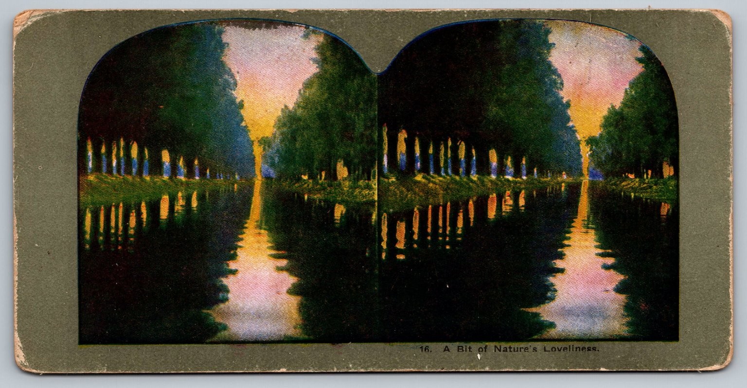 A Bit of Nature's Loveliness Stereoview Beauty Avenue Curved Mount A Bit of Nature's Loveliness Stereoview Beauty Avenue Curved Mount