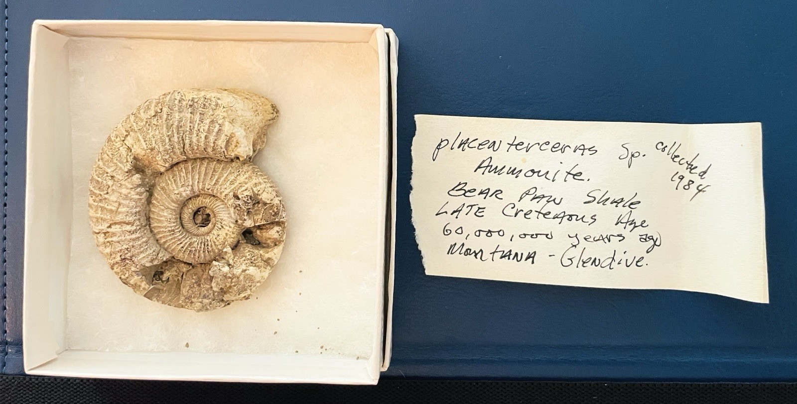 Vintage 1984 Placenticeras Ammonite Fossil - Bearpaw Shale, Glendive Montana