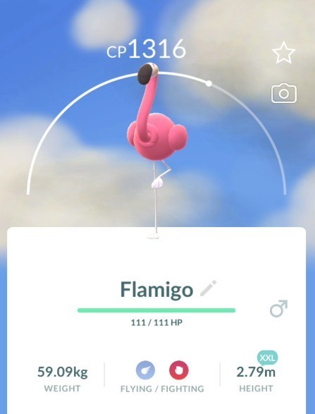 POKEMON GO | Non Shiny Flamigo XXL 2.79m | NEW PTC | Fast & Safe POKEMON GO | Non Shiny Flamigo XXL 2.79m | NEW PTC | Fast & Safe