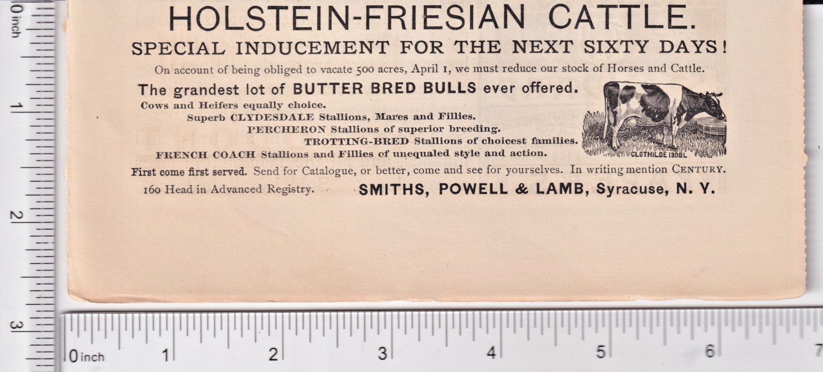 Smiths, Powell & Lamb Syracuse, NY orig. 1889~Holstein-Friesian Cattle ad #392 Smiths, Powell & Lamb Syracuse, NY orig. 1889~Holstein-Friesian Cattle ad #392