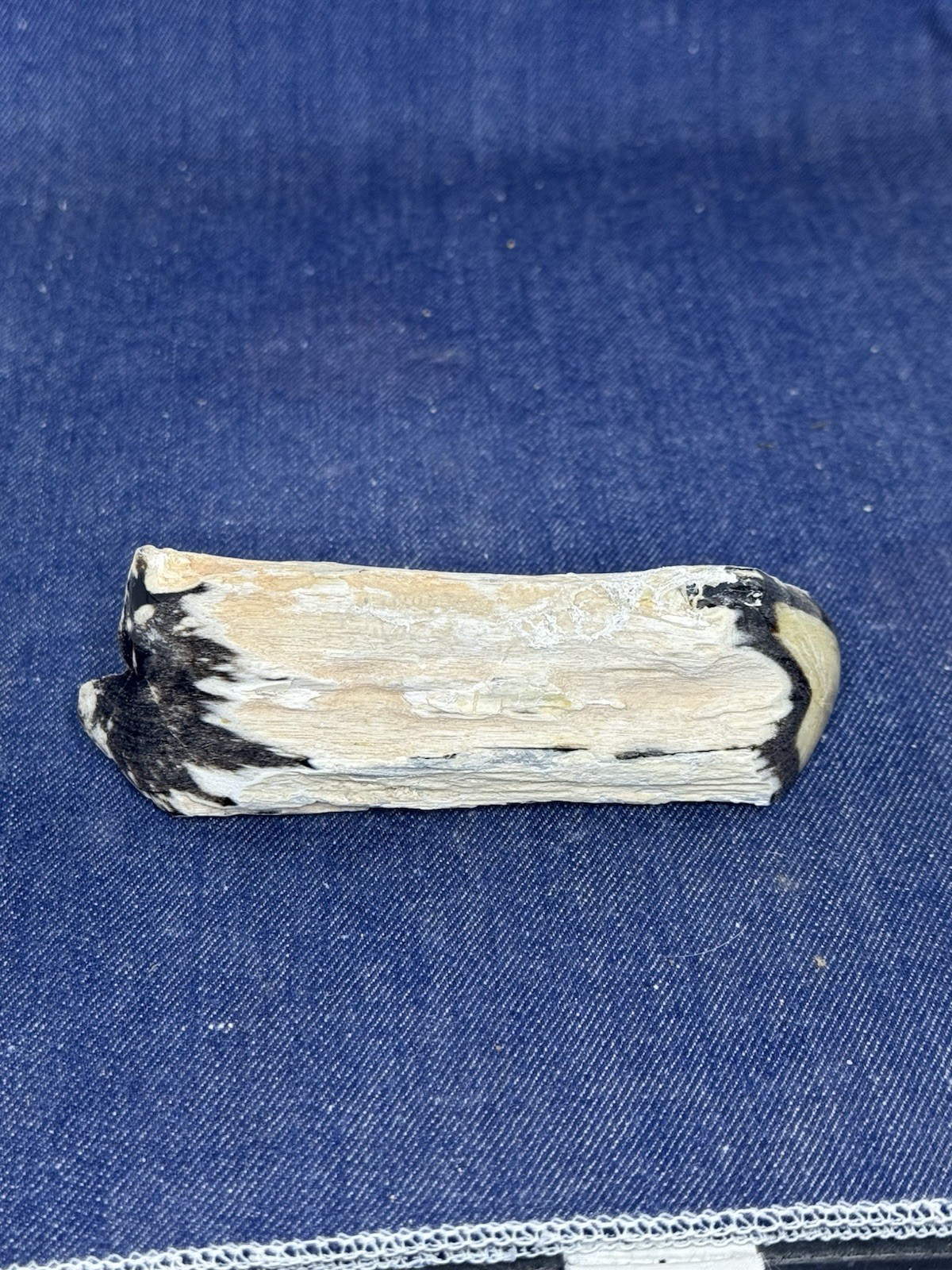 Blue Forest Petrified Wood Display Piece ( Wyoming) Blue Forest Petrified Wood Display Piece ( Wyoming)
