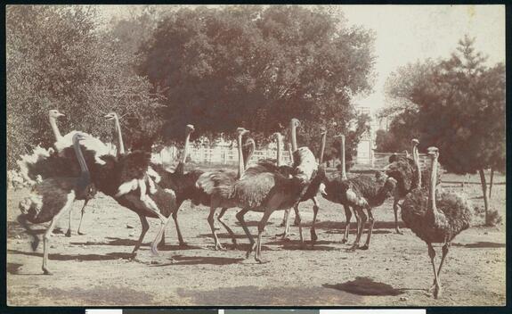 Ostriches at an Ostrich Farm in 1900 California Old Photo Ostriches at an Ostrich Farm in 1900 California Old Photo