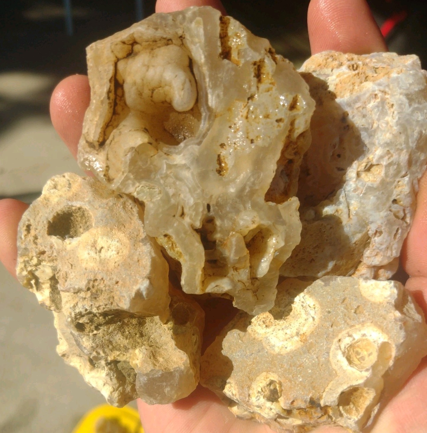 50 lb Rare central Oregon tube agate quality old stock lot 