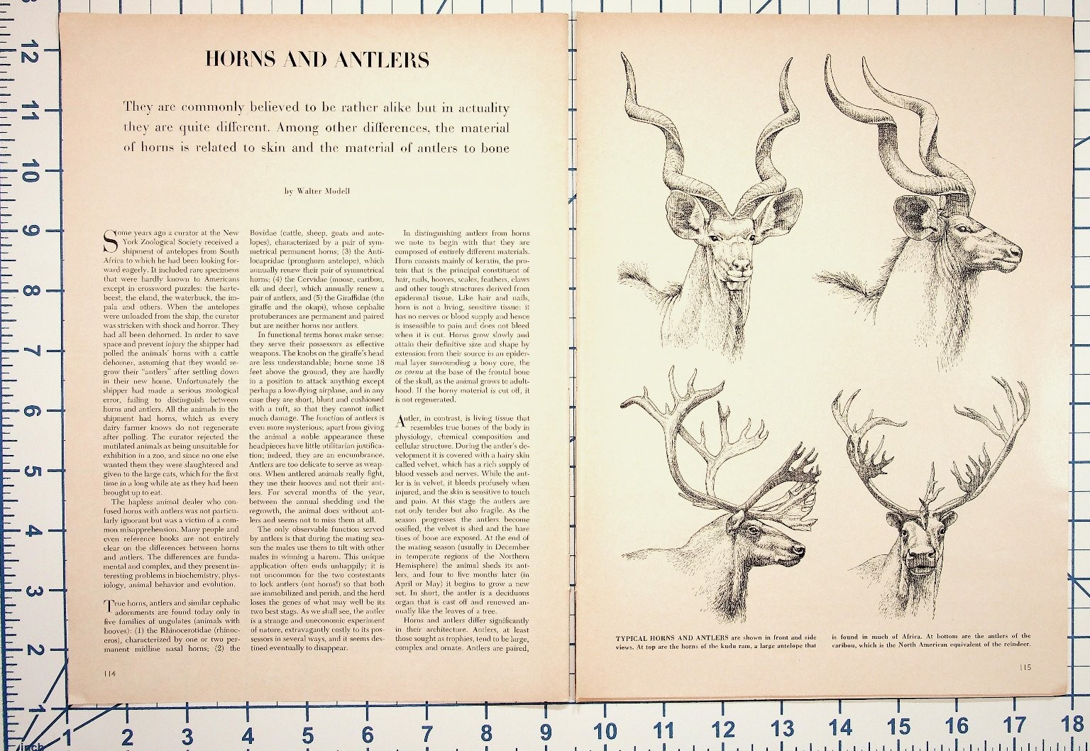Horns Antlers Biology Article 1969 Vintage Magazine Pages Kudu Deer Ram Horns Antlers Biology Article 1969 Vintage Magazine Pages Kudu Deer Ram