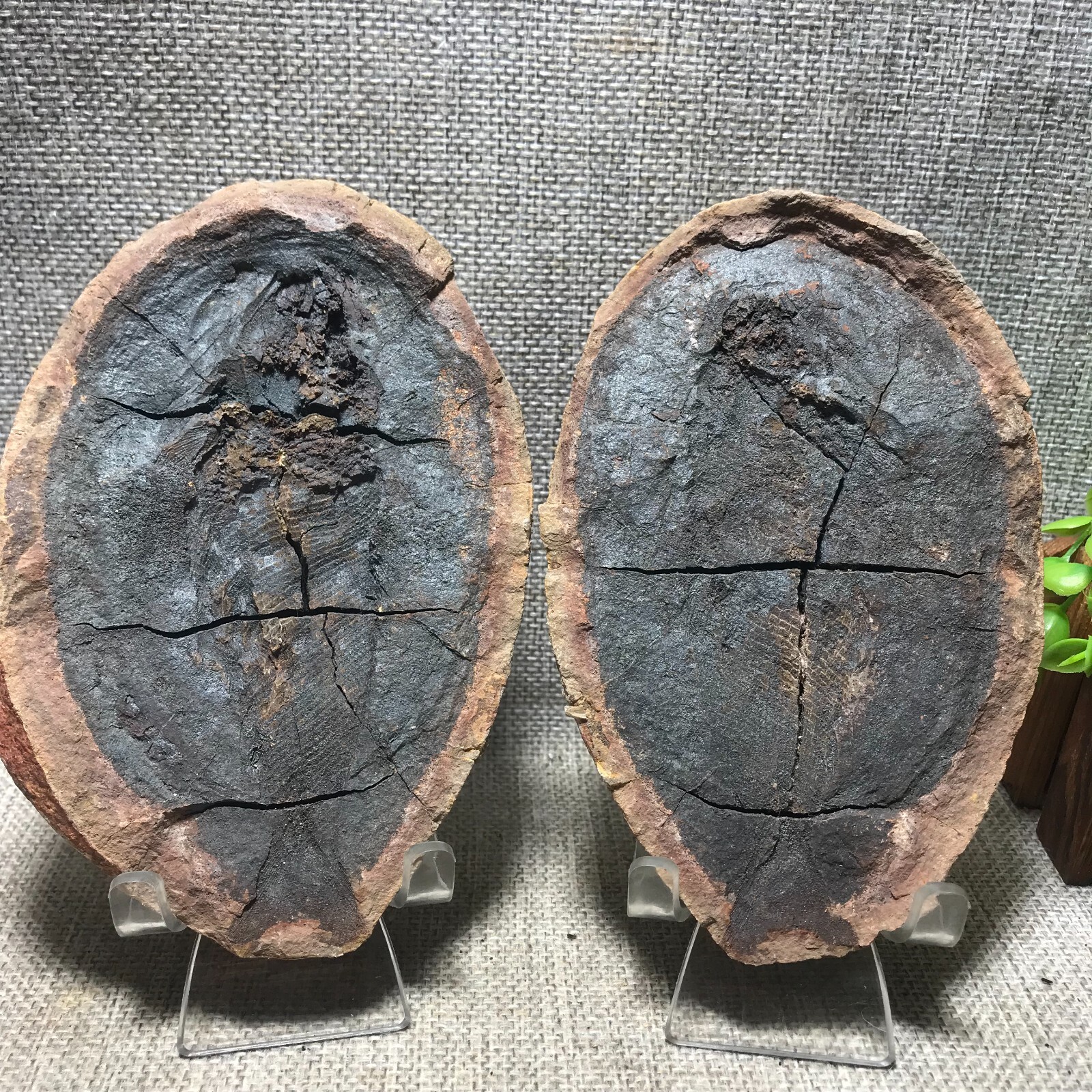 955g 1 Pair of Split Natural Bony Fish Cretaceous Concretion Madagascar 14