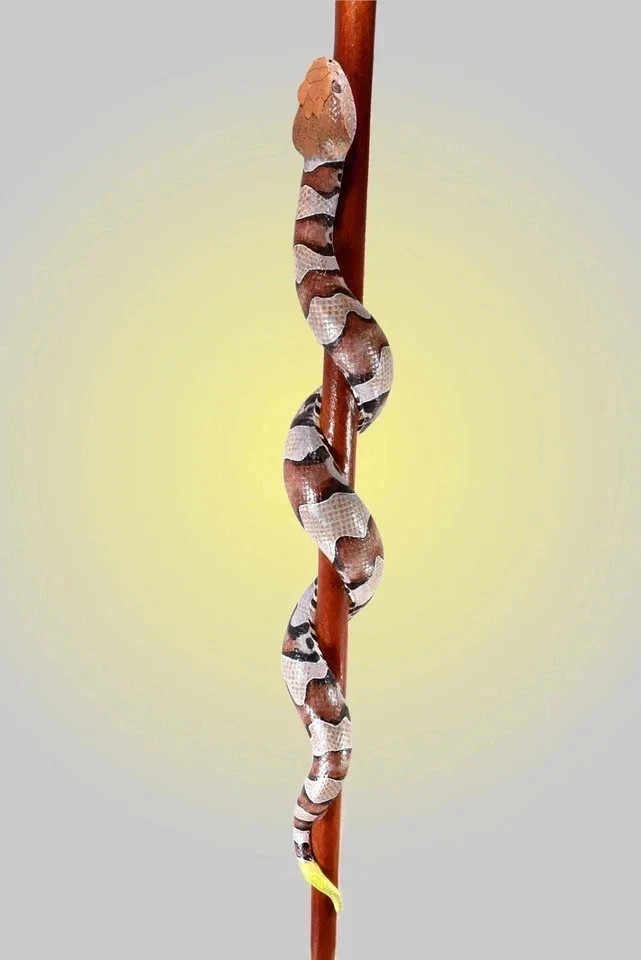 Hand-Carved Wooden Walking Stick with Realistic Snake Design – Unique Cane 36 In