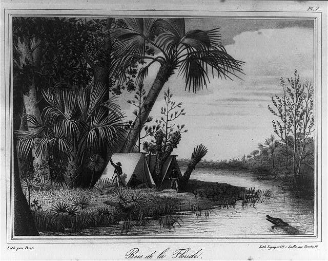 Photo:Florida Woods 1800s Riverbank Camp Palm Trees Etching
