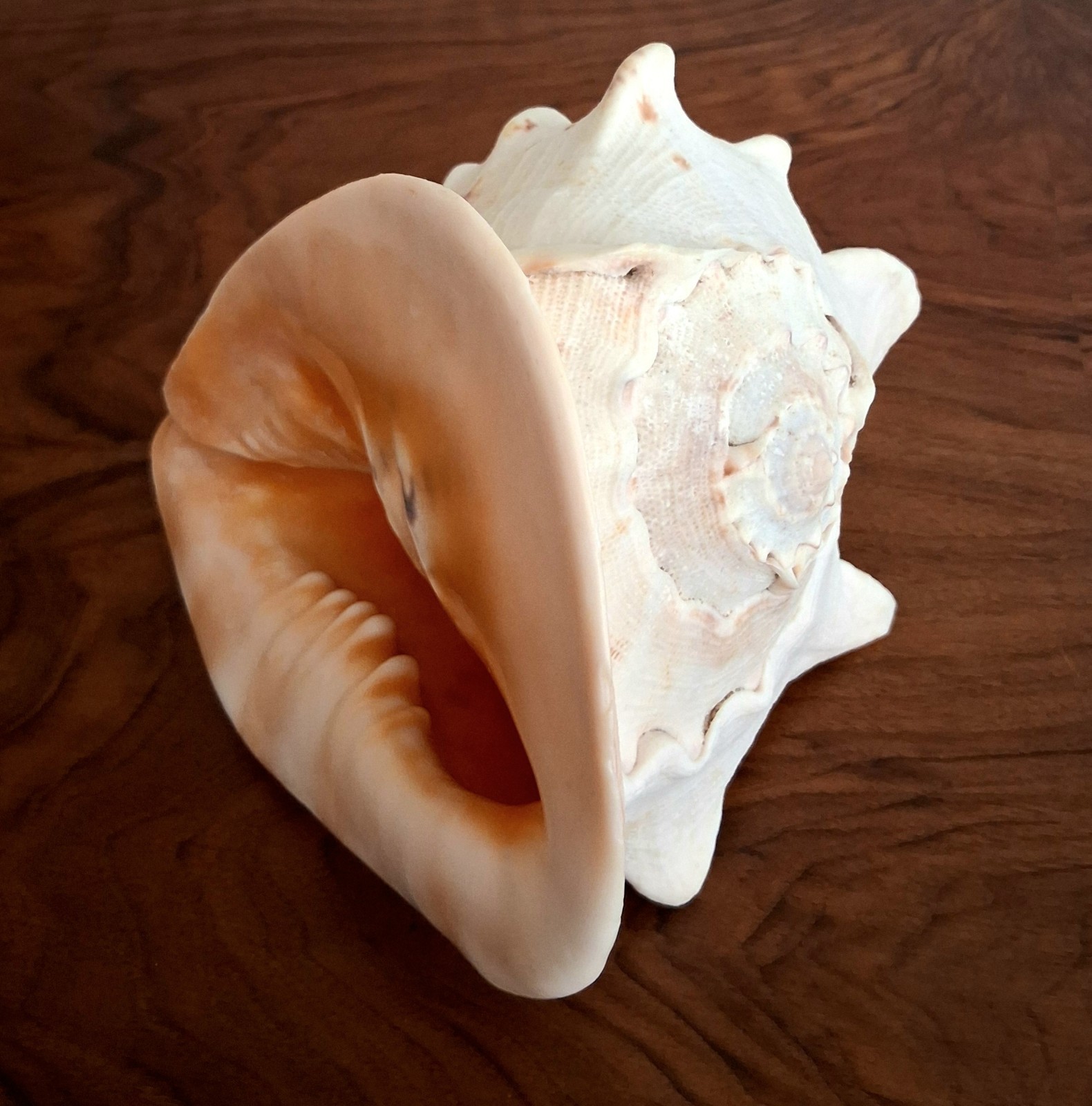 Vintage Large Horned Helmet Cassis Cornuta Queen Conch Shell HORN Seashell 8.5