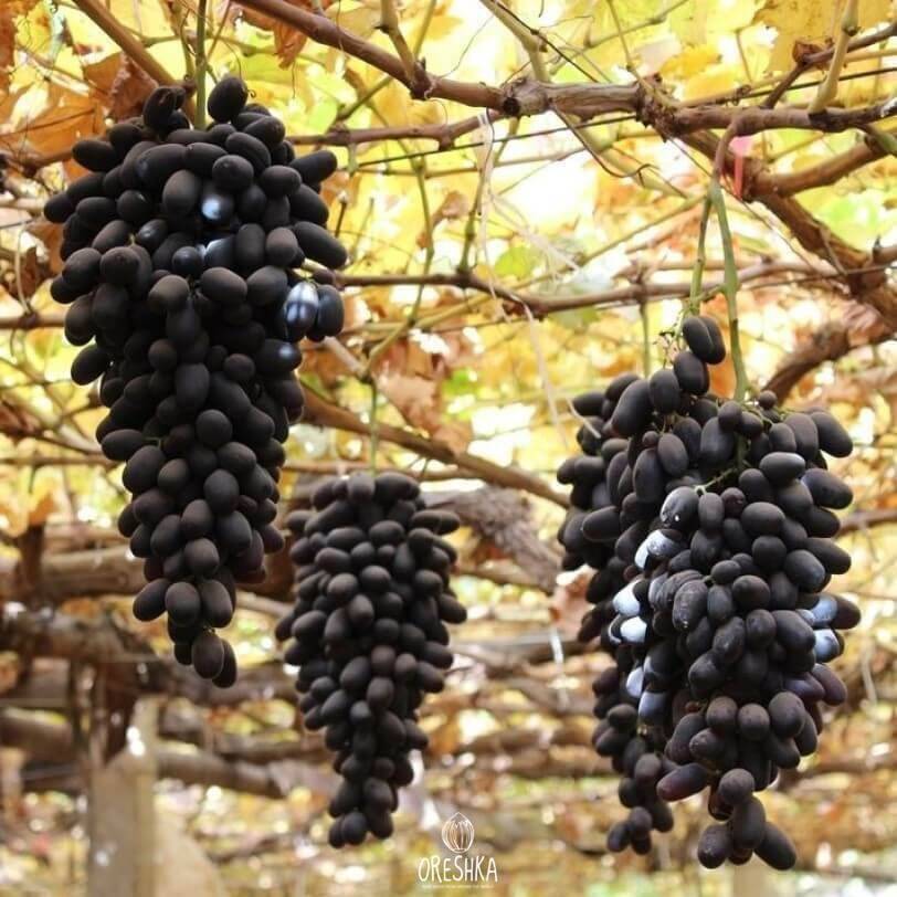 Black grapes Husayn 10 PCS fresh seeds, Black Husain, Grape seeds organic Black grapes Husayn 10 PCS fresh seeds, Black Husain, Grape seeds organic