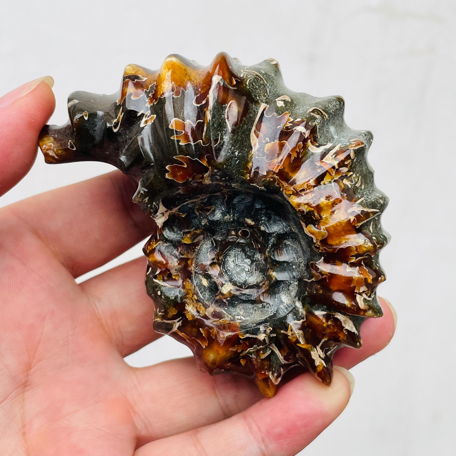 240g TOP Rare Natural Ammonite Conch Jasper Mineral Specimen Healing
