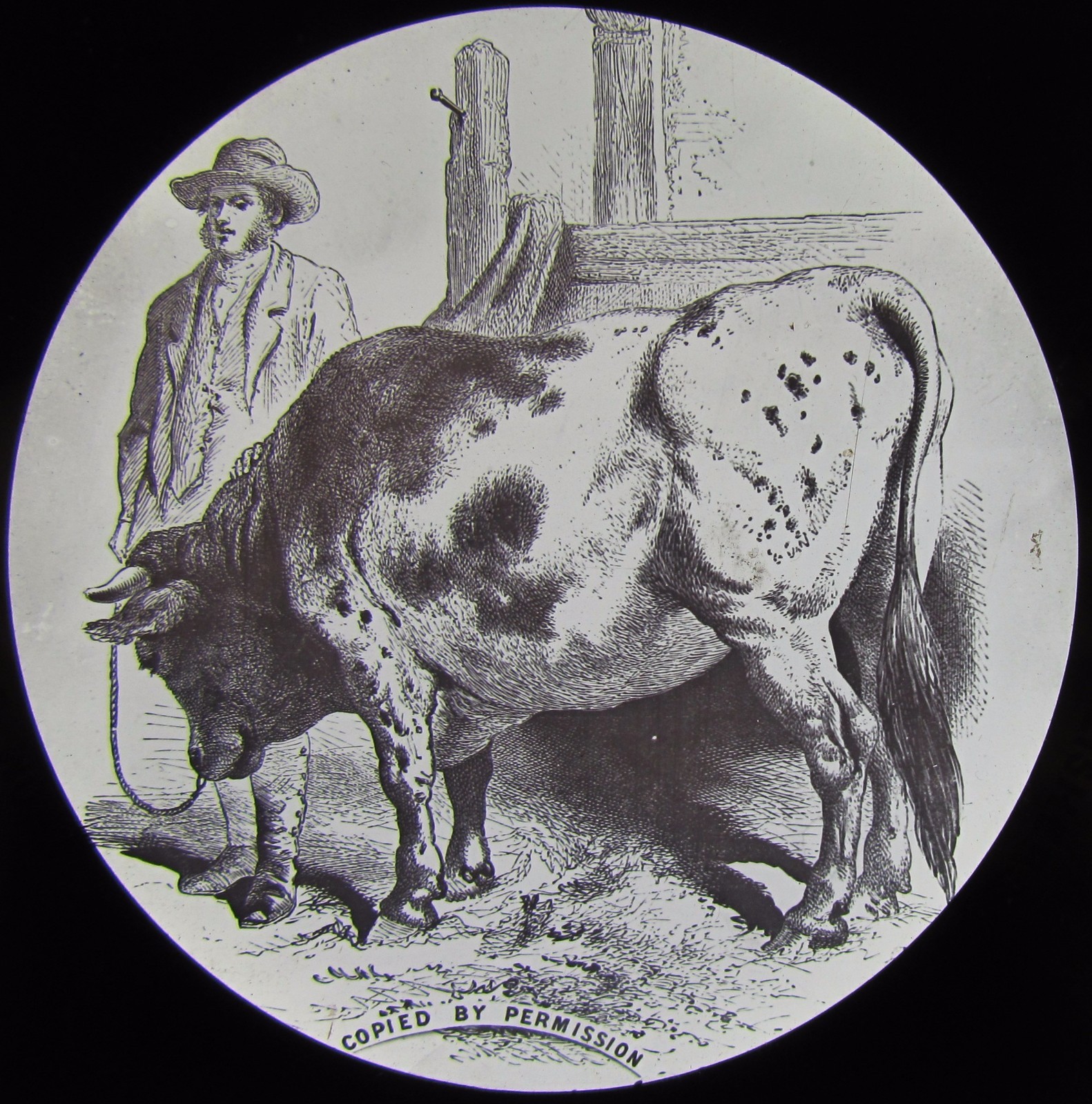 Glass Magic Lantern Slide A BULL TAMED BY LIGHTNING C1890 DRAWING FARMING Glass Magic Lantern Slide A BULL TAMED BY LIGHTNING C1890 DRAWING FARMING