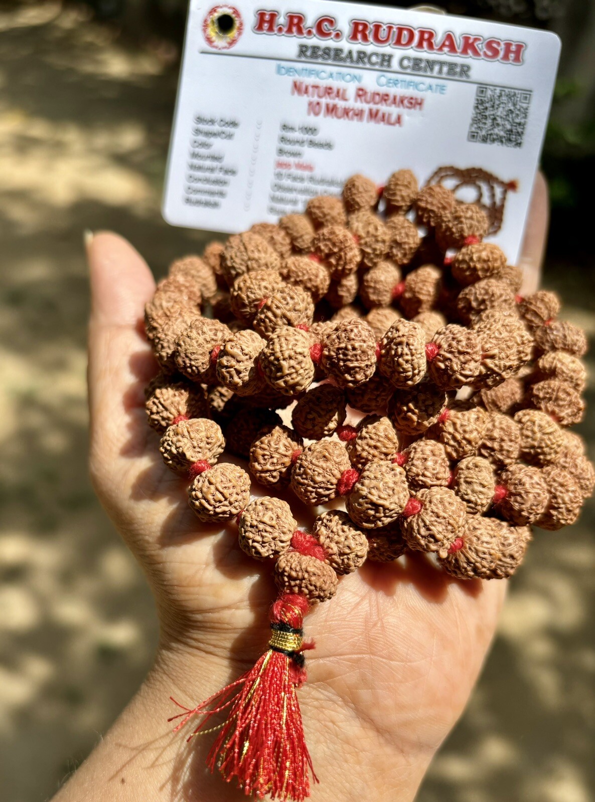 LAB CERTIFIED Rare 10 Mukhi RUDRAKSHA Rudraksh Mala ROSARY 108+1 Prayer Beads LAB CERTIFIED Rare 10 Mukhi RUDRAKSHA Rudraksh Mala ROSARY 108+1 Prayer Beads