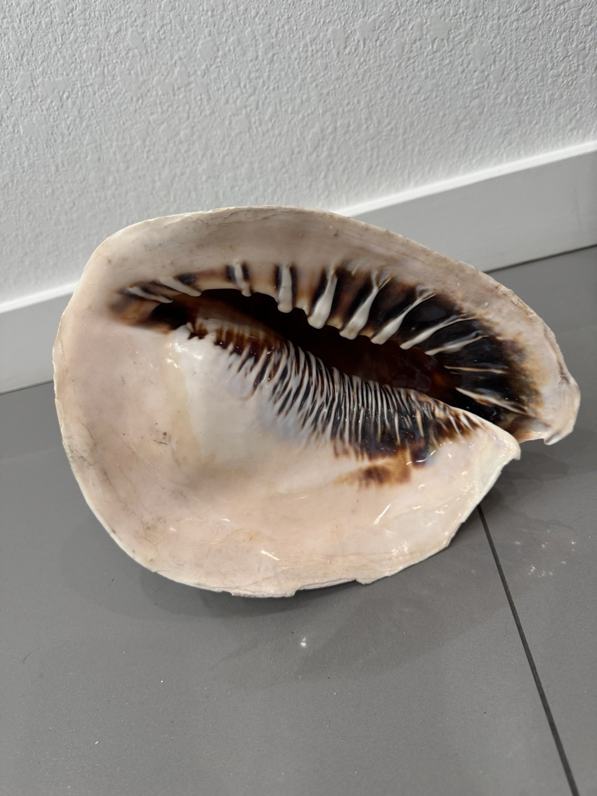 HUGE Queen Emperor Helmet Seashell Natural Conch Approx 11x7.5”