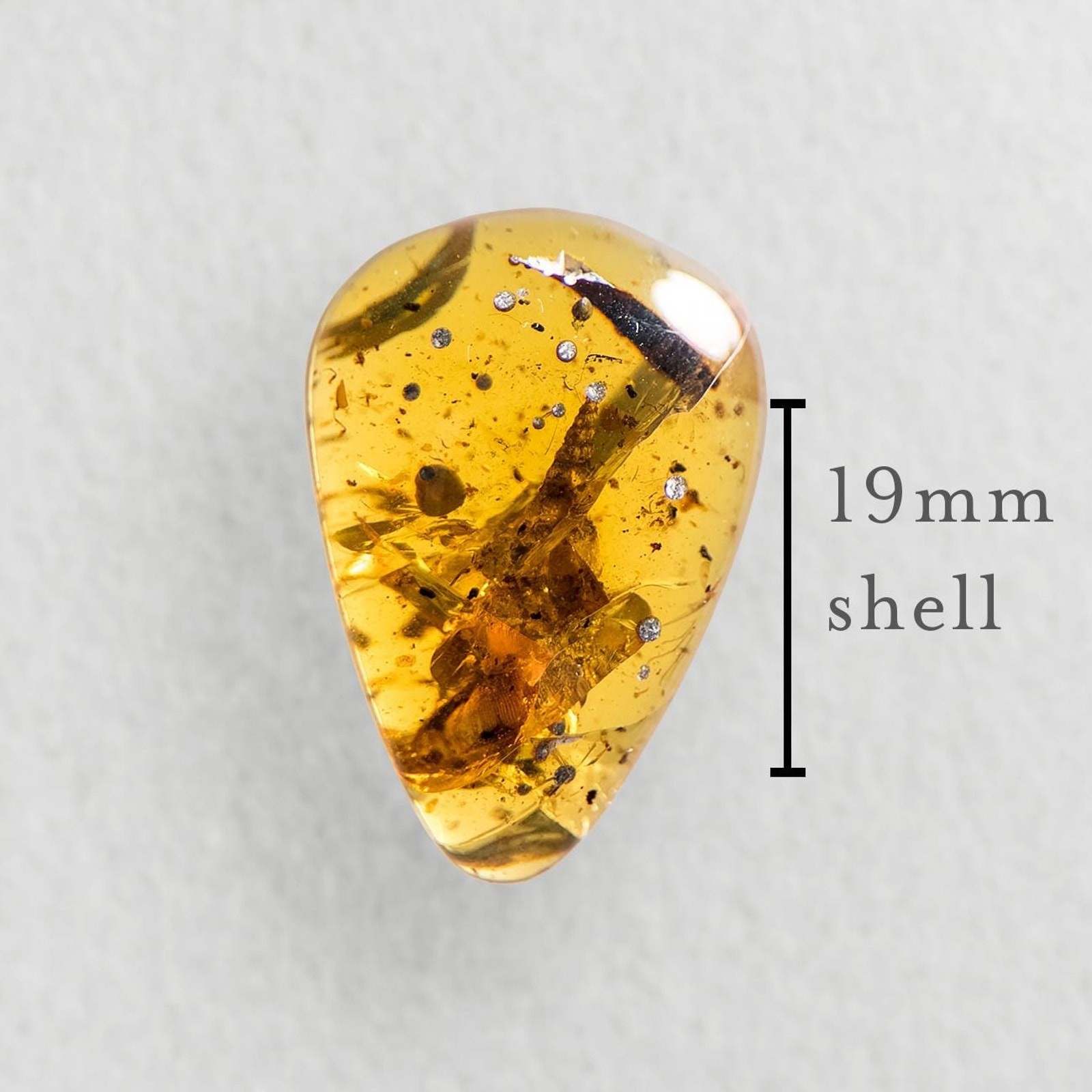 HUGE SNAIL in Burmese / Burmite amber fossil / 100% genuine amber