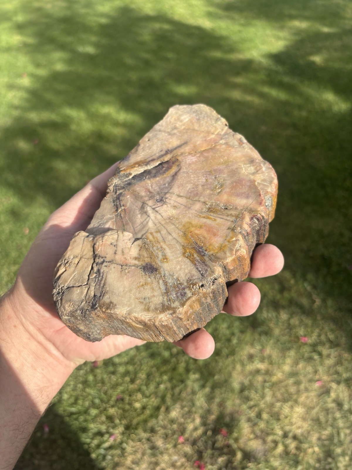 Beautiful Southern Utah Old West Petrified Wood Pink In Color